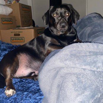 Hannah Pet Hospital - Pet Training Near Me - Tigard, Oregon Hannah Pet Hospital - Pet Training Near Me - Tigard, Oregon