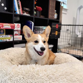 Lilian's Pet Services - There's never a shortage of comfy beds in Lilian's home! - Pet Sitting Near Me - Austin, Texas Lilian's Pet Services - There's never a shortage of comfy beds in Lilian's home! - Pet Sitting Near Me - Austin, Texas