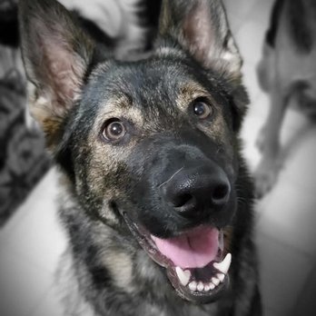 Premier Pet Services - Pet Sitting Near Me Premier Pet Services - Pet Sitting Near Me