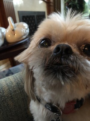 flying fur mobile grooming