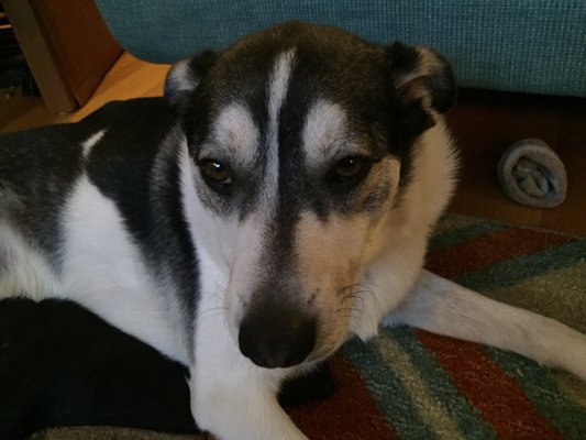 Hair Of The Dog Wash and Groom by null