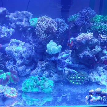 Vivid Aquariums - the 35 gallon cube of my system before the brown jelly outbreak, i miss those hammers. Lost some torches too... All Vivid stock. - Aquarium Services Near Me - Canoga Park, California