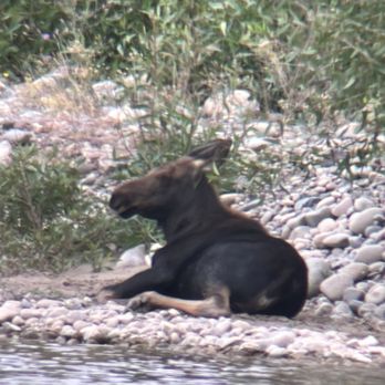 BrushBuck Wildlife Tours - Tours Near Me - Jackson, Wyoming