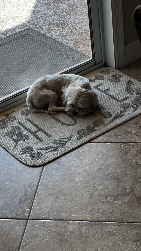 MESA PET GROOMING Updated May 2024 14 Reviews 6350 E Main St