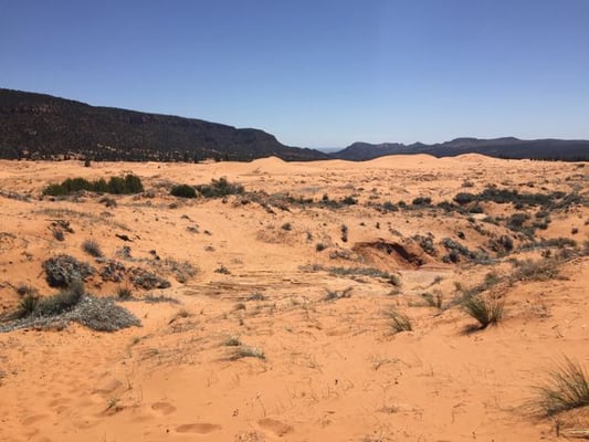 Coral Pink Sand Dunes State Park by null