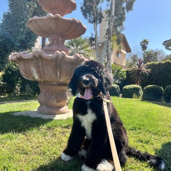 Paws On Shine Mobile Grooming - Merlot at 4 months post her first grooming - Pet Groomers Near Me