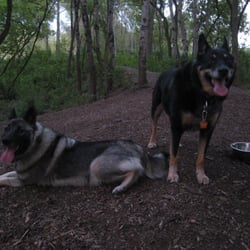Cedar Knoll Park - Happy and tired dogs @ Cedar Knoll Dog Park