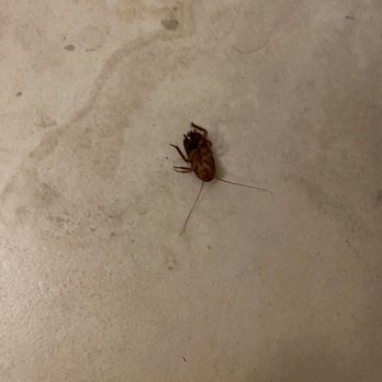 Hilton Stockton - Bugs - Hotels Near Me - Stockton, California