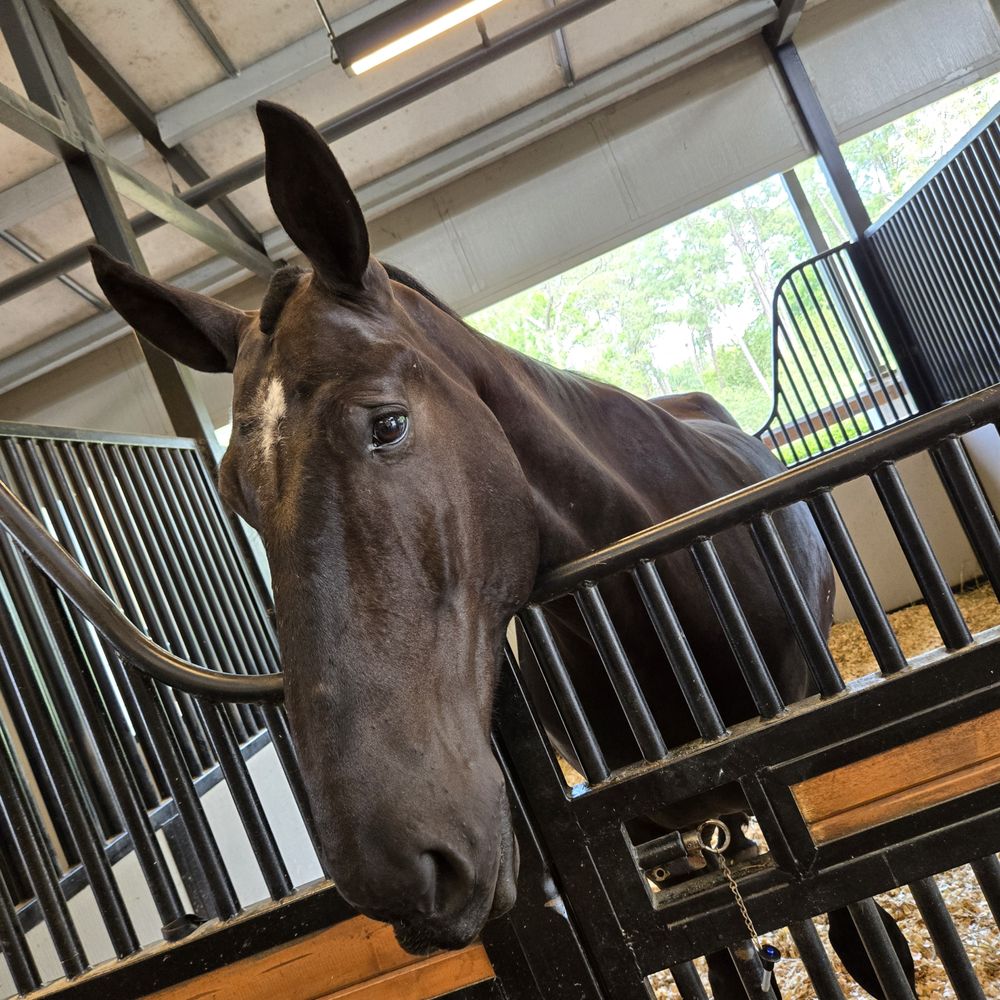 TOP 10 BEST Horse Equipment Shops near Horizons West / West Orlando, Lake  Buena Vista, FL - Updated 2026 - Yelp