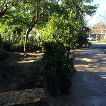 Pineda's Nursery - Ficus - Nurseries & Gardening Near Me - Stanton, California Pineda's Nursery - Ficus - Nurseries & Gardening Near Me - Stanton, California