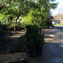 Pineda's Nursery - Ficus
