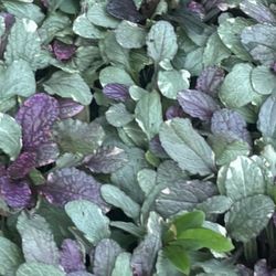 Beautiful plants.