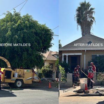Matilde's Tree Service - Tree Services Near Me Matilde's Tree Service - Tree Services Near Me
