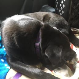 On the way home from his last visit and as usual he is asleep in the car, a tired puppy is a happy puppy!