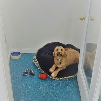 The Dapper Dog - Another one of our guests enjoying her Meduim Size suite - Pet Groomers Near Me - Bethlehem, Connecticut The Dapper Dog - Another one of our guests enjoying her Meduim Size suite - Pet Groomers Near Me - Bethlehem, Connecticut