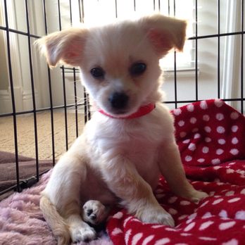 All Creatures Animal Hospital - My new puppy Finnley a male chihuahua - Veterinarians Near Me - Stuart, Florida