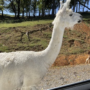 Virginia Safari Park - Zoos Near Me - Natural Bridge, Virginia Virginia Safari Park - Zoos Near Me - Natural Bridge, Virginia
