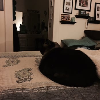 Erin Brink - My cat DoeToe! - Pet Groomers Near Me - Tucson, Arizona Erin Brink - My cat DoeToe! - Pet Groomers Near Me - Tucson, Arizona