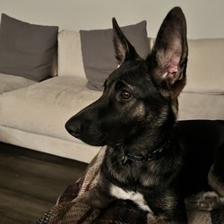 Austin Dog Zone