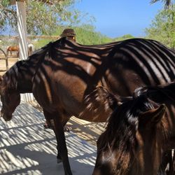 Rancho Carisuva - The horses are friendly and love a good scratch or petting. I grew up owning one ... be aware they can approach quickly.