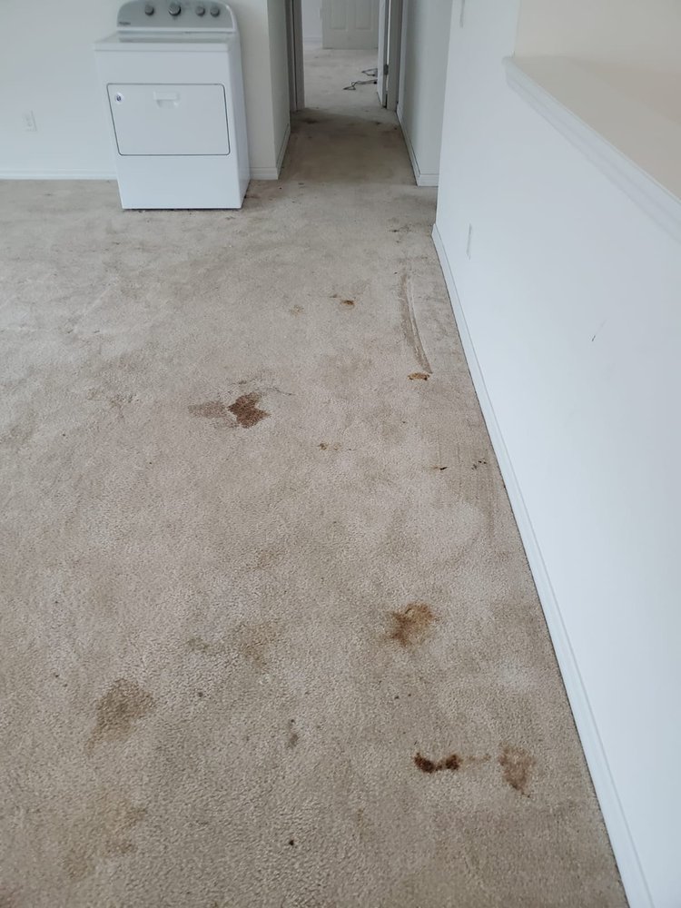 JENBRI CARPET CLEANING 16 Photos & 11 Reviews 103 Carrick Bend Way