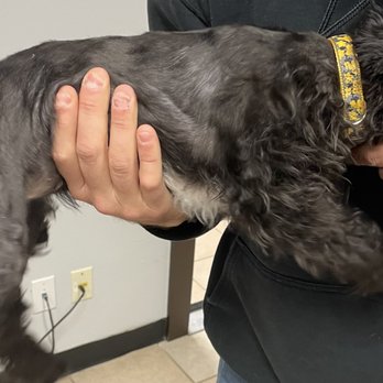 Heather's Mobile Pet Salon - Pet Groomers Near Me - Tomball, Texas