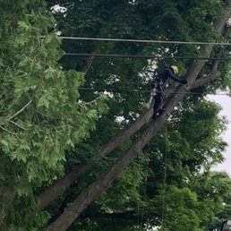 Cutting up a huge limb hanging over our house