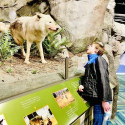 International Wolf Center - My son observing stuffed wolf and activity area