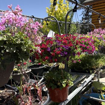 Emingers Mountain Nursery - Pink Geranium baskets. - Nurseries & Gardening Near Me - Big Bear Lake, California Emingers Mountain Nursery - Pink Geranium baskets. - Nurseries & Gardening Near Me - Big Bear Lake, California