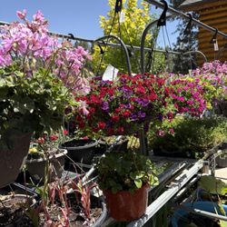 Emingers Mountain Nursery - Pink Geranium baskets.