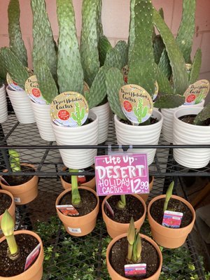 Trader Joe's by null