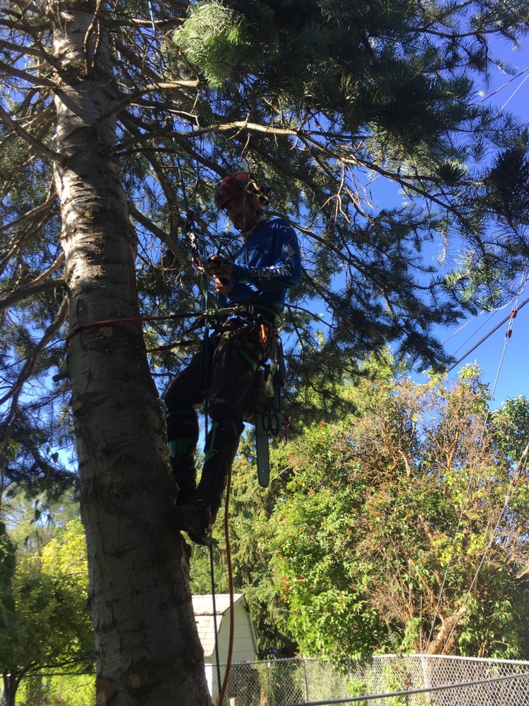 Precision Tree Care - tree service in Missoula, MT