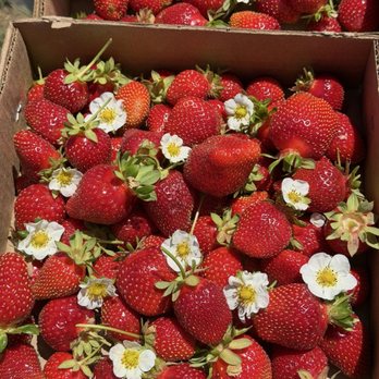Chao’s Strawberries - Fruits & Veggies Near Me - Brentwood, California Chao’s Strawberries - Fruits & Veggies Near Me - Brentwood, California