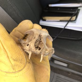 Defense Pest Solutions - Never know what you will find under a house. - Pest Control Near Me - Decatur, Alabama