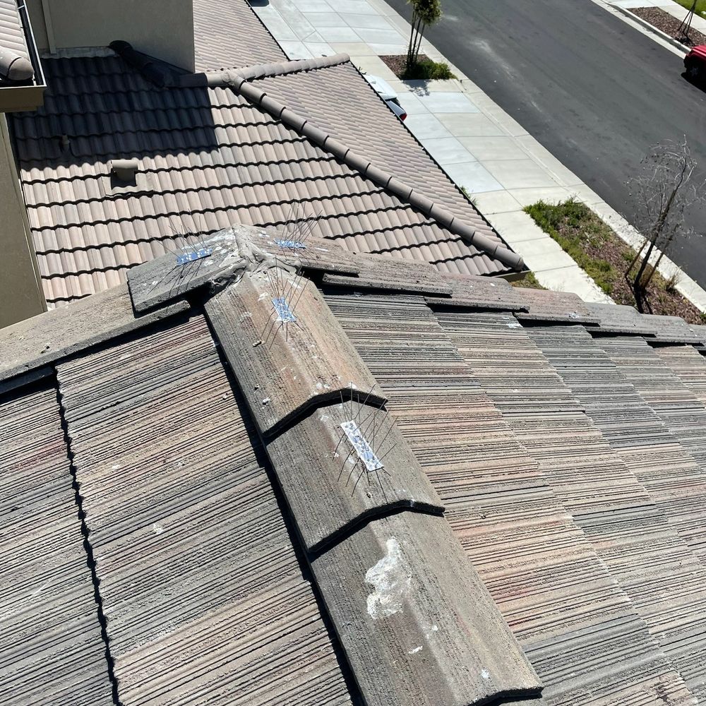 Lukas Pigeon Removal & Gutter Cleaning - Gutter Services Near Me Lukas Pigeon Removal & Gutter Cleaning - Gutter Services Near Me