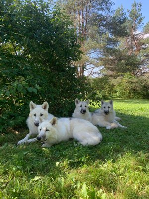 Wolf Mountain Nature Center by null