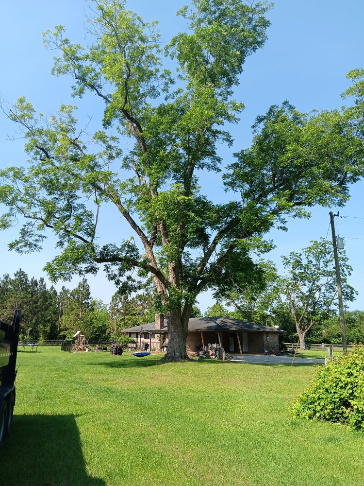 Southern Tree Solutions - tree service in Statesboro, GA