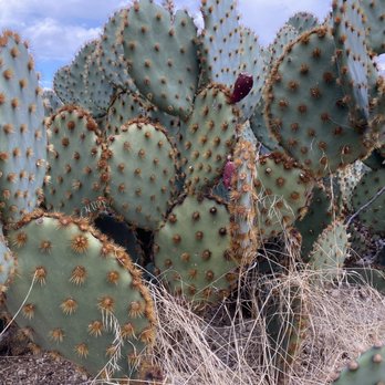 Tanque Verde Guest Ranch - Hotels Near Me - Tucson, Arizona