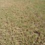 Premier Gold Sod Installation