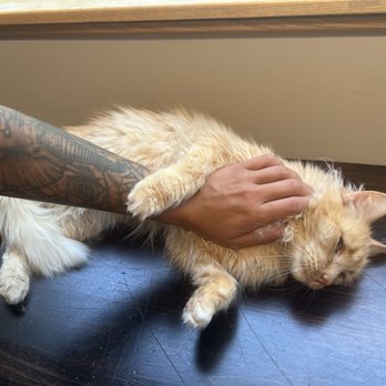 Ruff Start Rescue - Zen - Animal Shelters Near Me