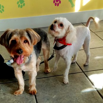Furryland - Just got groomed - Pet Groomers Near Me - Paramount, California Furryland - Just got groomed - Pet Groomers Near Me - Paramount, California