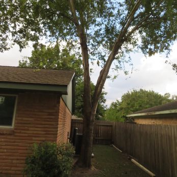 Tree Solutions of Texas - Tree Services Near Me - Pasadena, Texas Tree Solutions of Texas - Tree Services Near Me - Pasadena, Texas