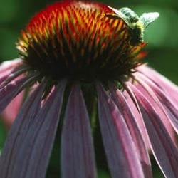 Aura Natural Market - Save the bees!