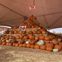 ABC Tree Farms & Pick of the Patch Pumpkins - Beautiful Taghavi Farms pumpkin display