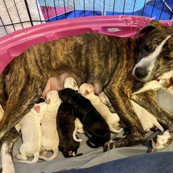 Stray Paws Rescue - A recent momma dumped in a rural area who I fostered. None of them would have survived the cold without Stray Paws Rescue.
