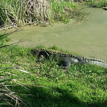 The Ocean Course - Alligators in the pond right next to the parking lot. Saw atleast 5. - Golf Near Me - Kiawah Island, South Carolina The Ocean Course - Alligators in the pond right next to the parking lot. Saw atleast 5. - Golf Near Me - Kiawah Island, South Carolina