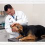 Photo of Cross Creek Animal Medical Centre