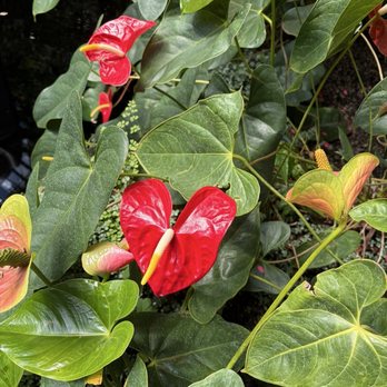 Lincoln Park Conservatory - heart-shaped - Parks Near Me - Chicago, Illinois