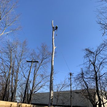 CV Tree Surgeons - Tree Services Near Me