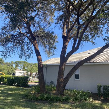 Arbobella Tree Service - Finished work after De-vining. - Tree Services Near Me Arbobella Tree Service - Finished work after De-vining. - Tree Services Near Me
